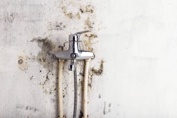 Best Emergency Mold Removal  in North Augusta, SC