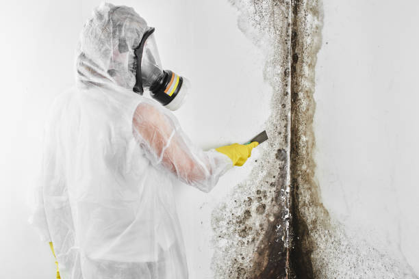 Best Mold Testing  in North Augusta, SC