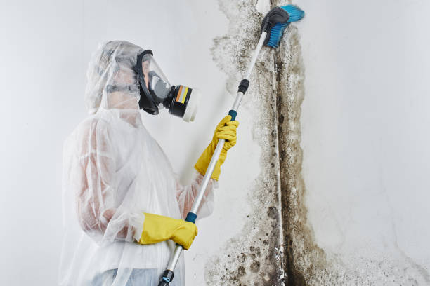 Professional Mold Removal in North Augusta, SC
