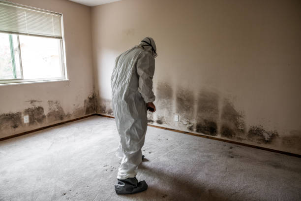 Best Commercial Mold Removal  in North Augusta, SC