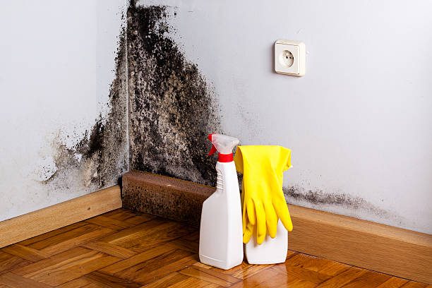 Best Local Mold Removal Service  in North Augusta, SC