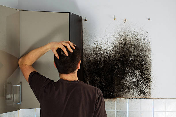 Best Certified Mold Removal  in North Augusta, SC