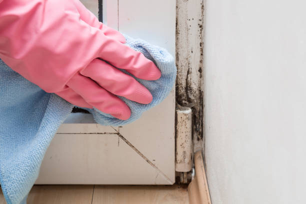 Best Certified Mold Removal  in North Augusta, SC