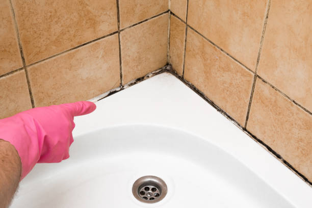 Certified Mold Removal in North Augusta, SC